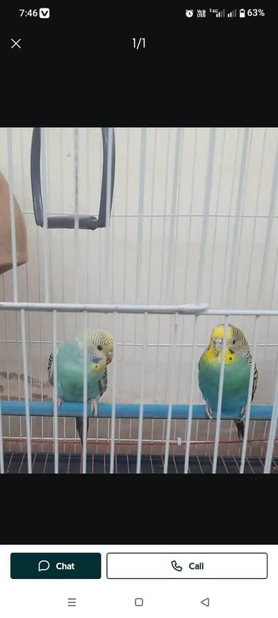 Australian budgies