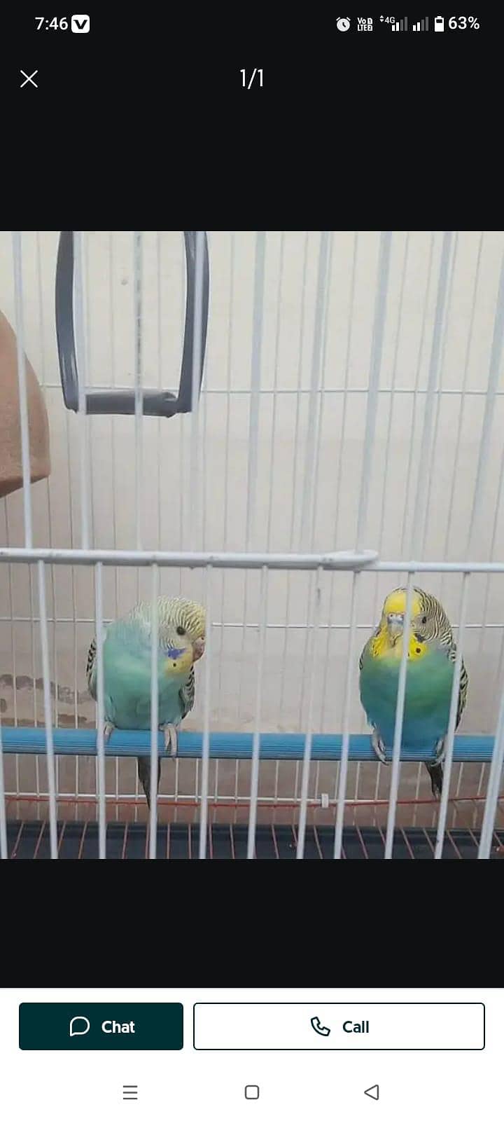 Australian budgies - Parrots - 1120837549