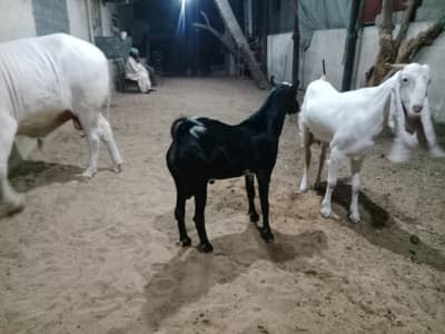 teddy breeder bakra bevhne ke liya