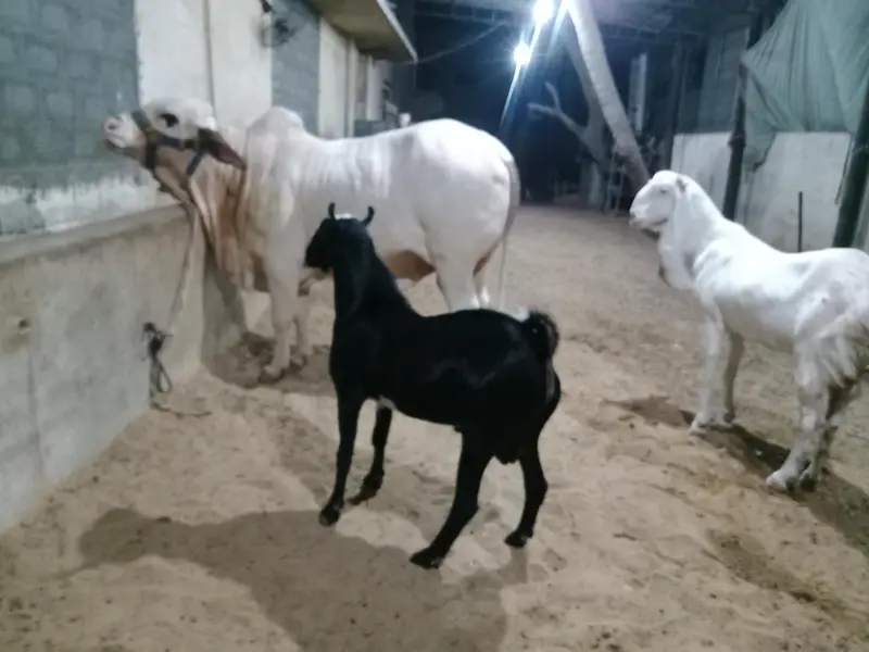 teddy breeder bakra bevhne ke liya — photo 2