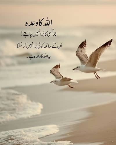 Usama Mehar 