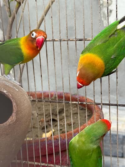 love birds