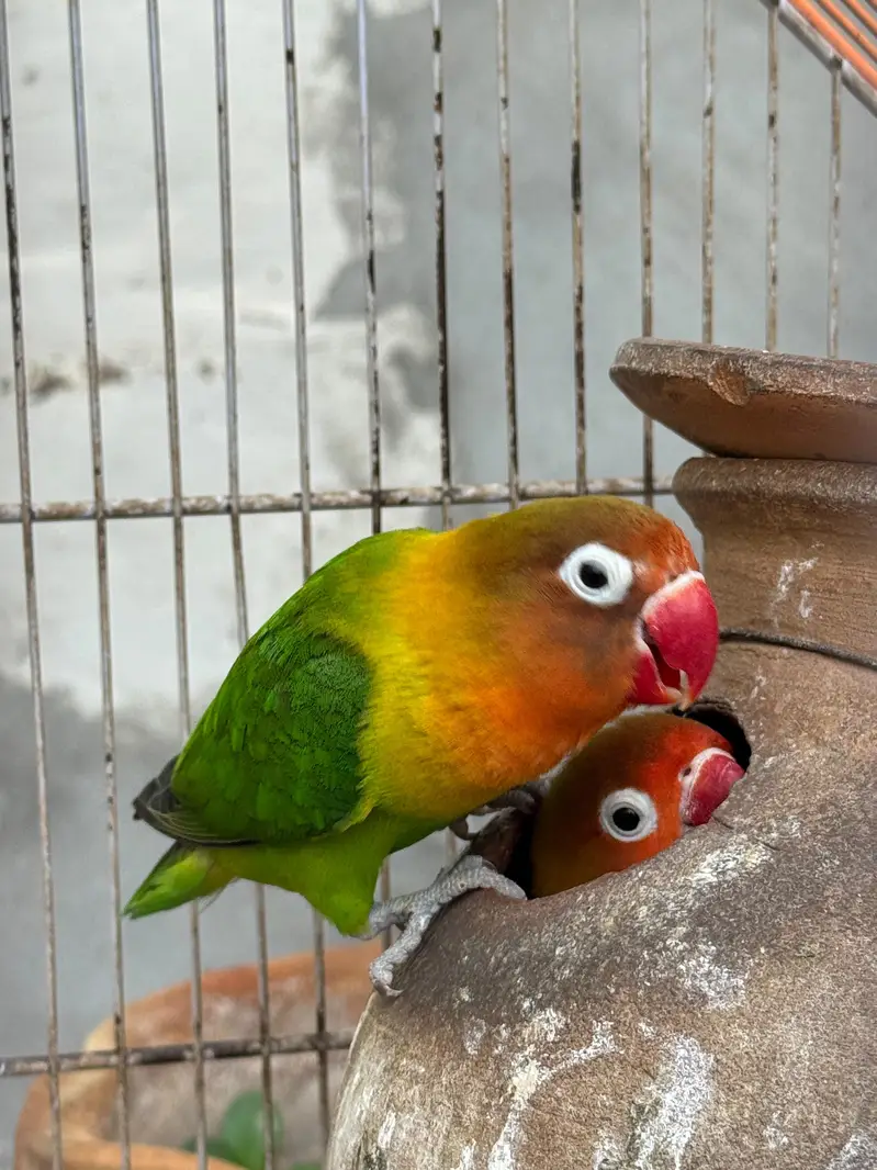 love birds — photo 2