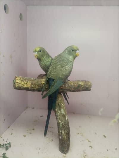 Turquoise Combo Pair/ Double Black Budgie