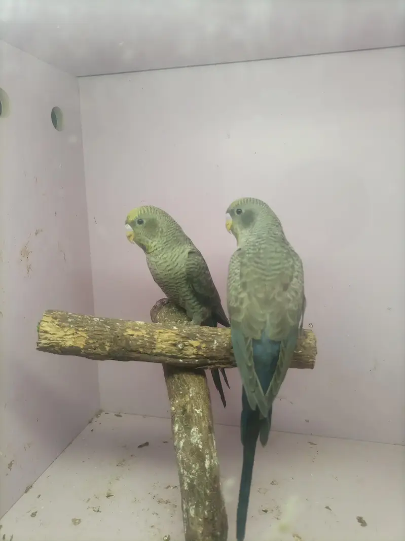 Turquoise Combo Pair/ Double Black Budgie — photo 2