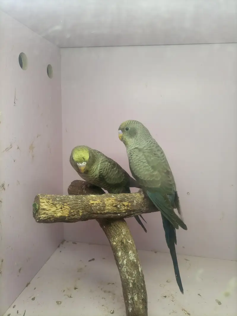 Turquoise Combo Pair/ Double Black Budgie — photo 3