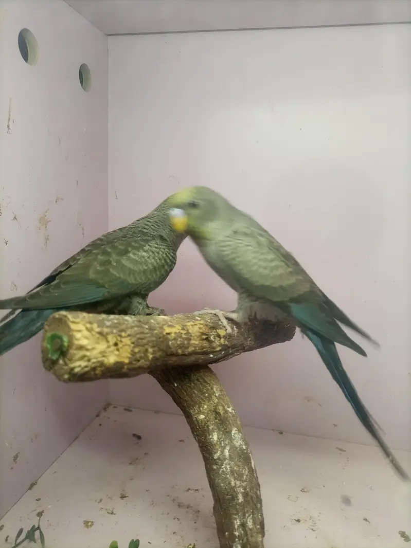 Turquoise Combo Pair/ Double Black Budgie — photo 4