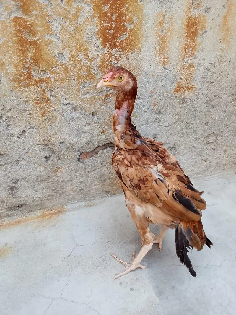 murga murgi joda — photo 2