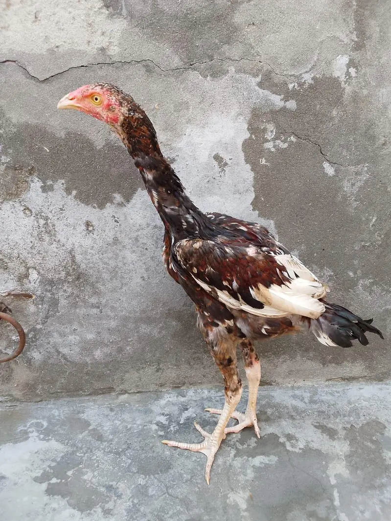 murga murgi joda — photo 3