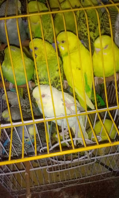 Australian parrots /bugies pairs