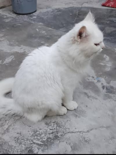 persion male cat for sale