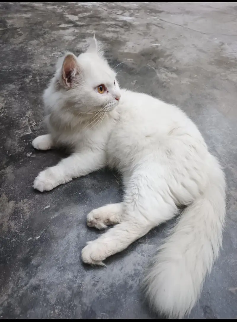 persion male cat for sale — photo 2