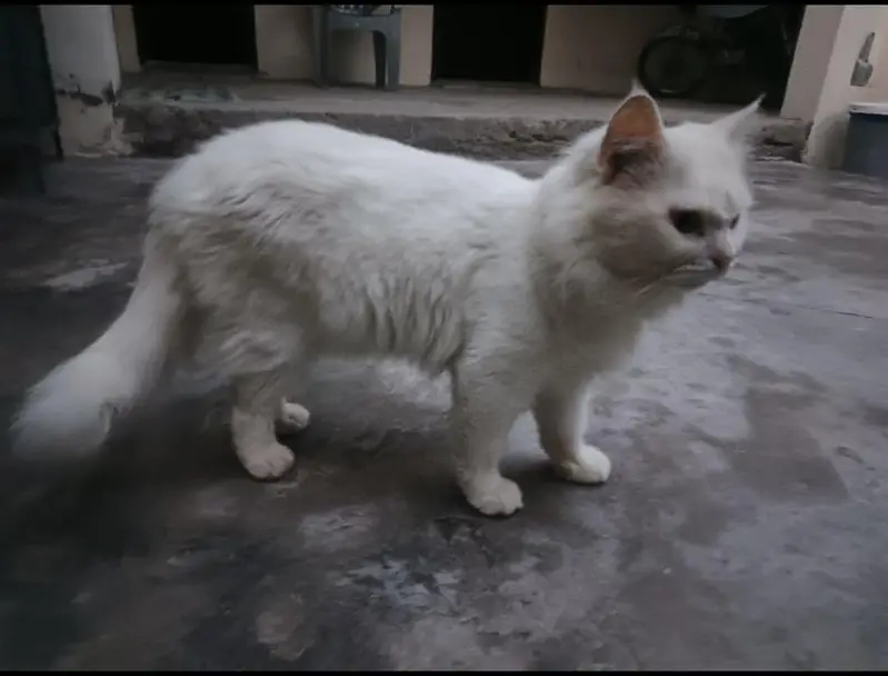 persion male cat for sale — photo 3