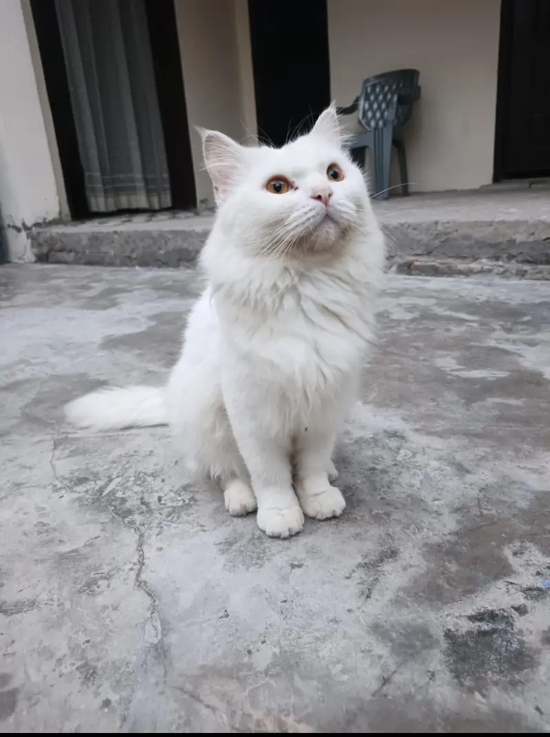 persion male cat for sale — photo 4