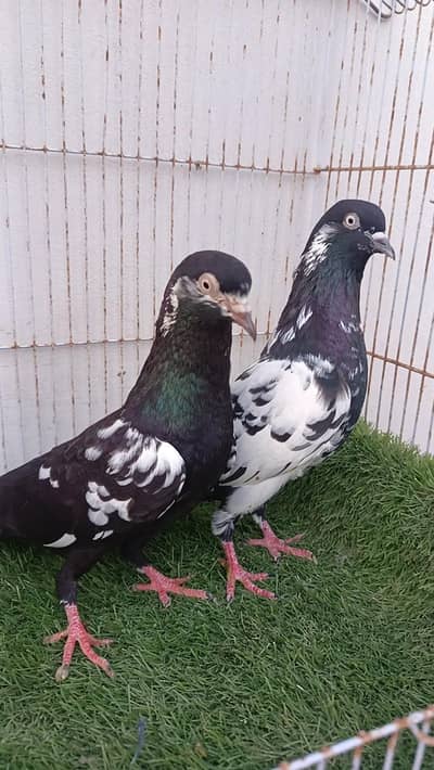 Kabootar & Pigeon