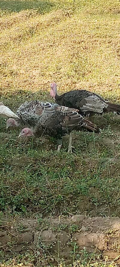 Light Brown,Blue Slate, and Mixed Colours Turkeys
