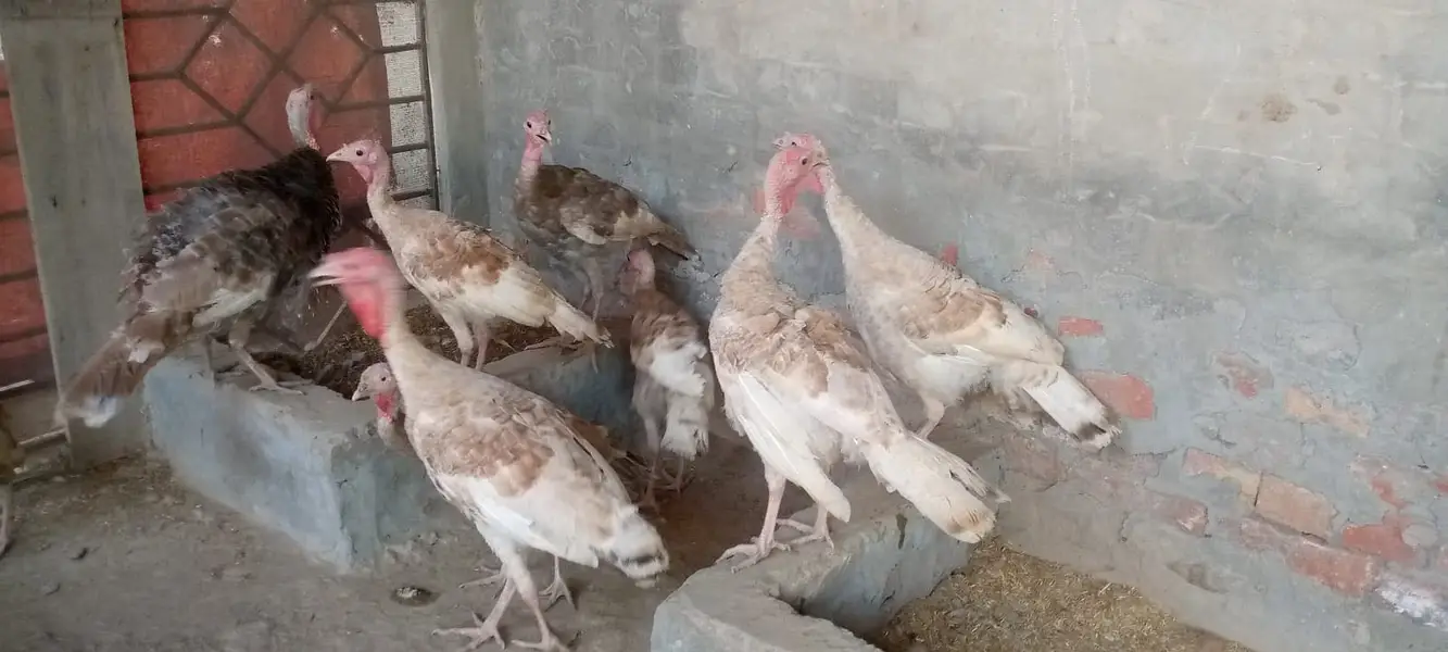 Light Brown,Blue Slate, and Mixed Colours Turkeys — photo 2