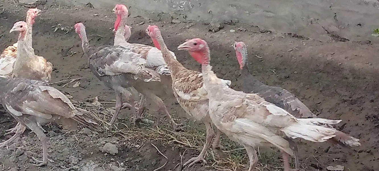 Light Brown,Blue Slate, and Mixed Colours Turkeys — photo 3