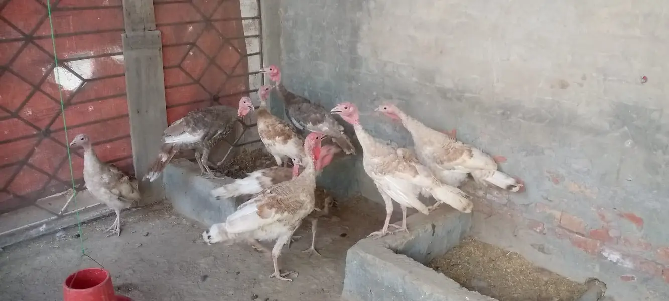 Light Brown,Blue Slate, and Mixed Colours Turkeys — photo 4