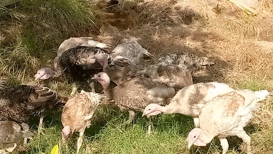 Light Brown,Blue Slate, and Mixed Colours Turkeys — photo 5