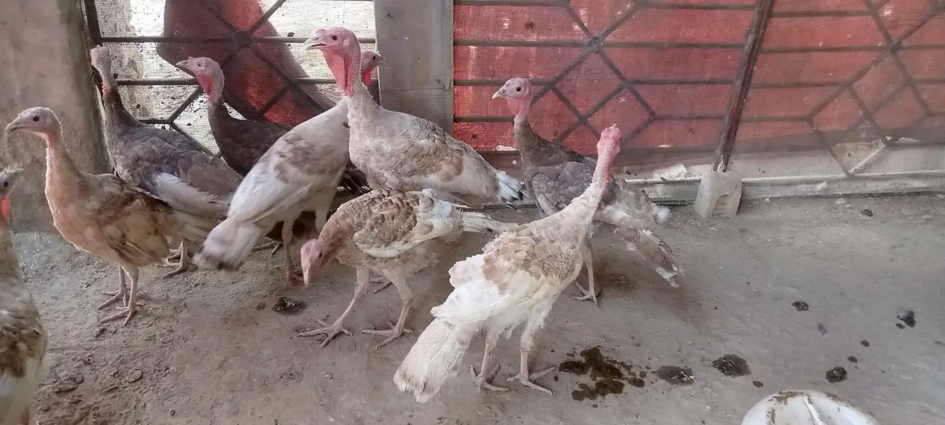 Light Brown,Blue Slate, and Mixed Colours Turkeys — photo 6