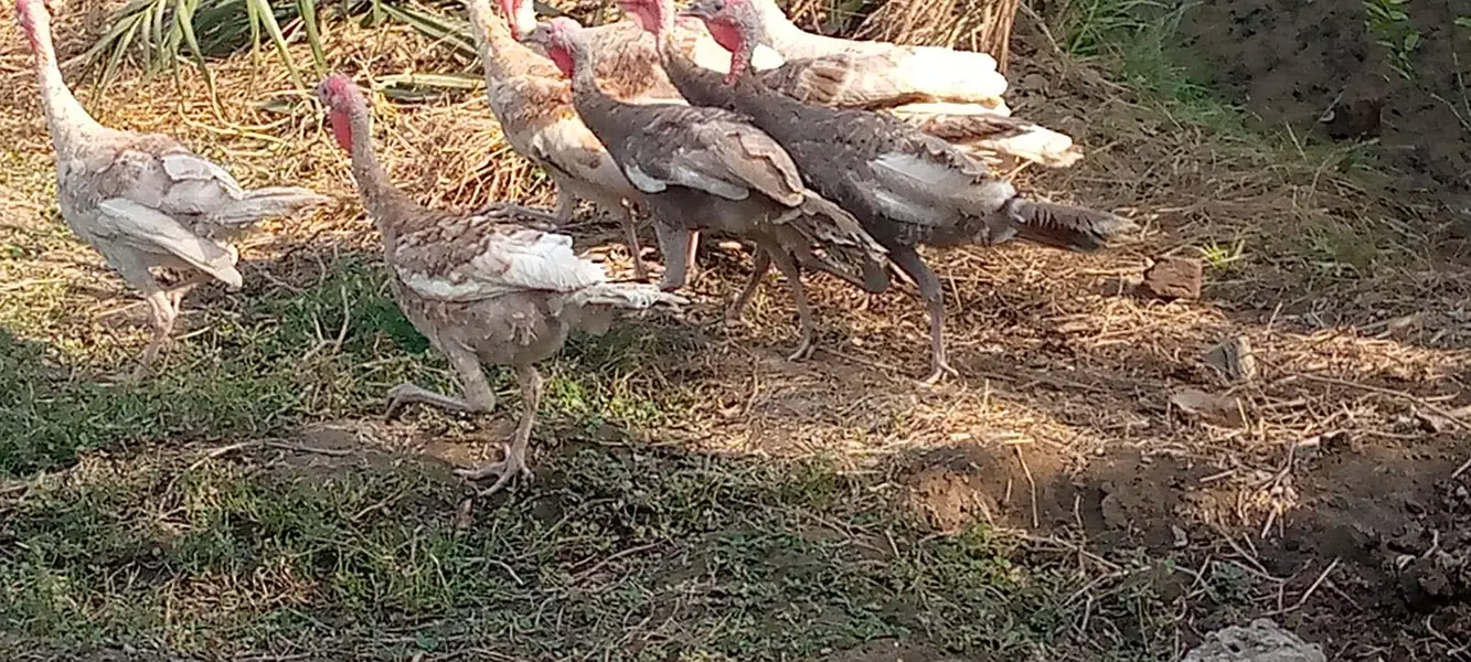 Light Brown,Blue Slate, and Mixed Colours Turkeys — photo 7