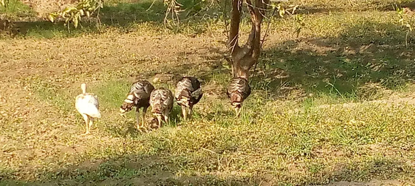Light Brown,Blue Slate, and Mixed Colours Turkeys — photo 8