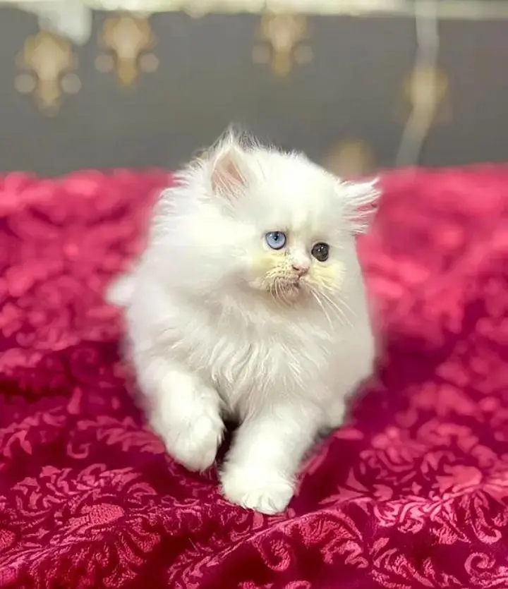 (Persian male kitten) (for sale all) (Pakistan delivery available) — photo 3