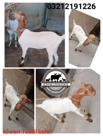 Teddi n Tapri Bakri