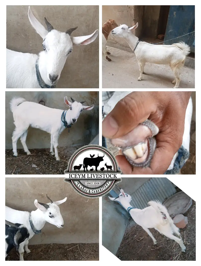 Teddi n Tapri Bakri — photo 2