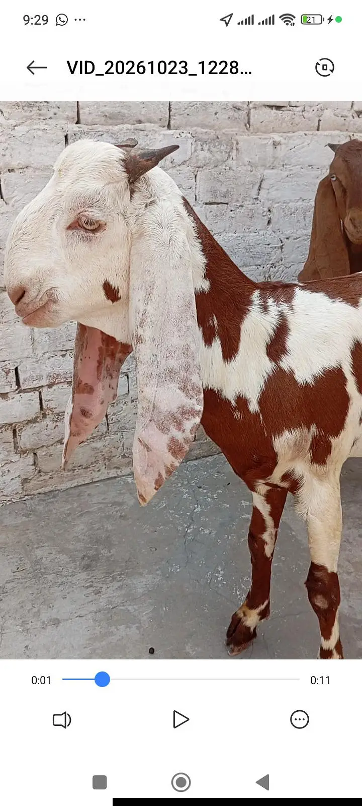 dasi nagri females whtsap 03404505419 — photo 2