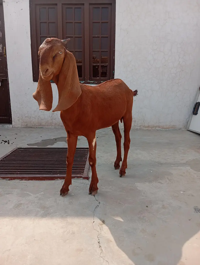 dasi nagri females whtsap 03404505419 — photo 6