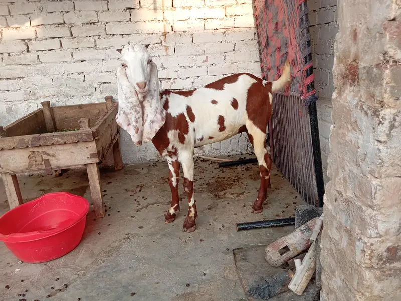 dasi nagri females whtsap 03404505419 — photo 7