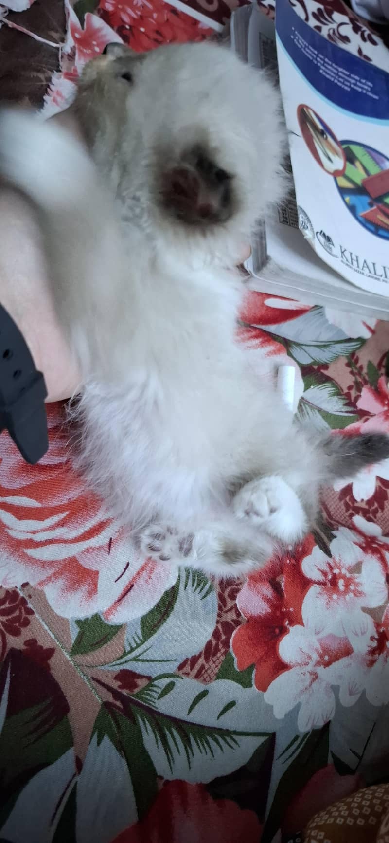 1.15 month kitten 0