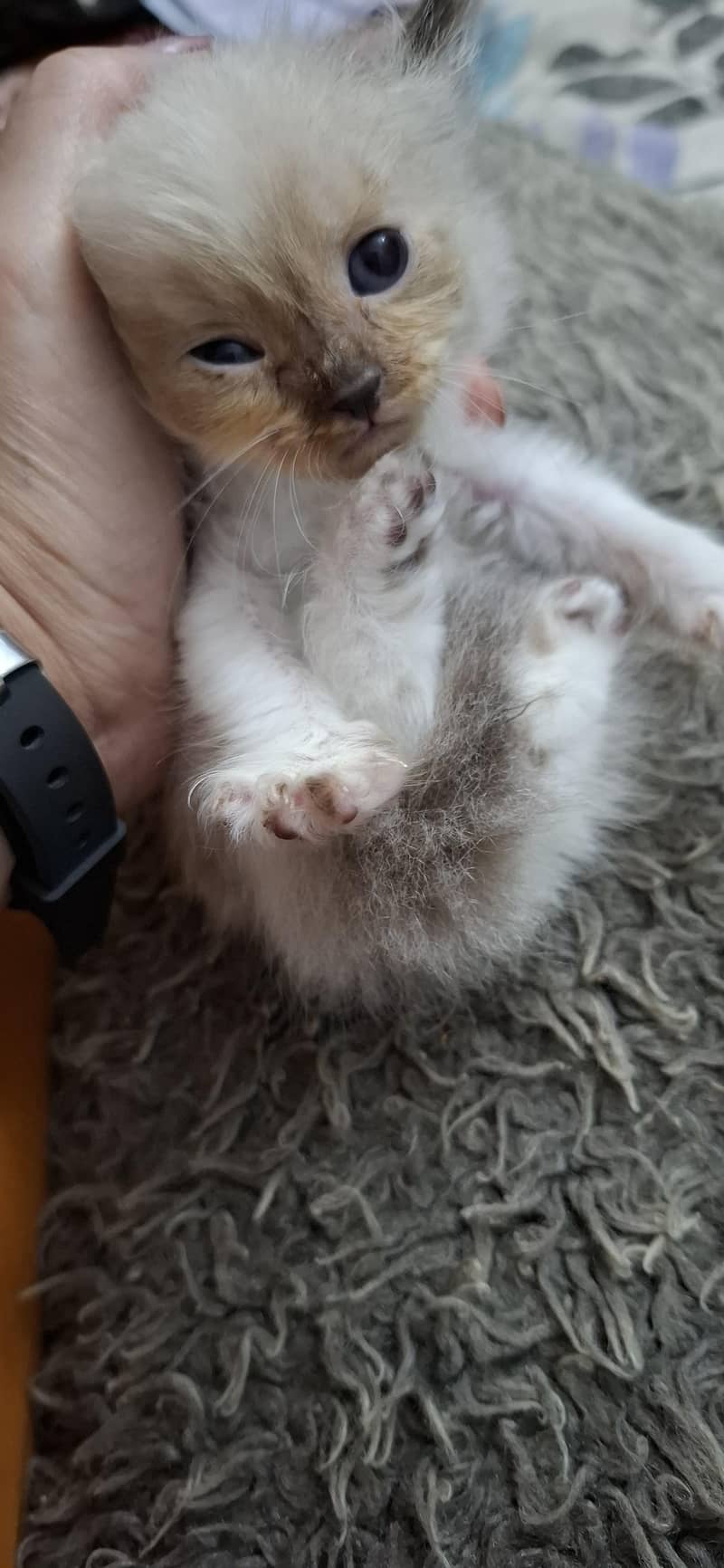 1.15 month kitten 1