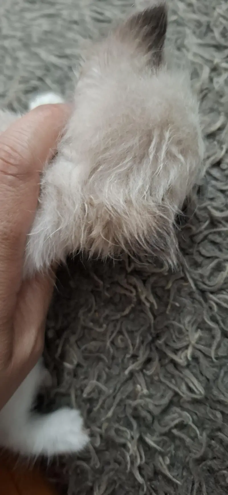 1.15 month kitten — photo 3