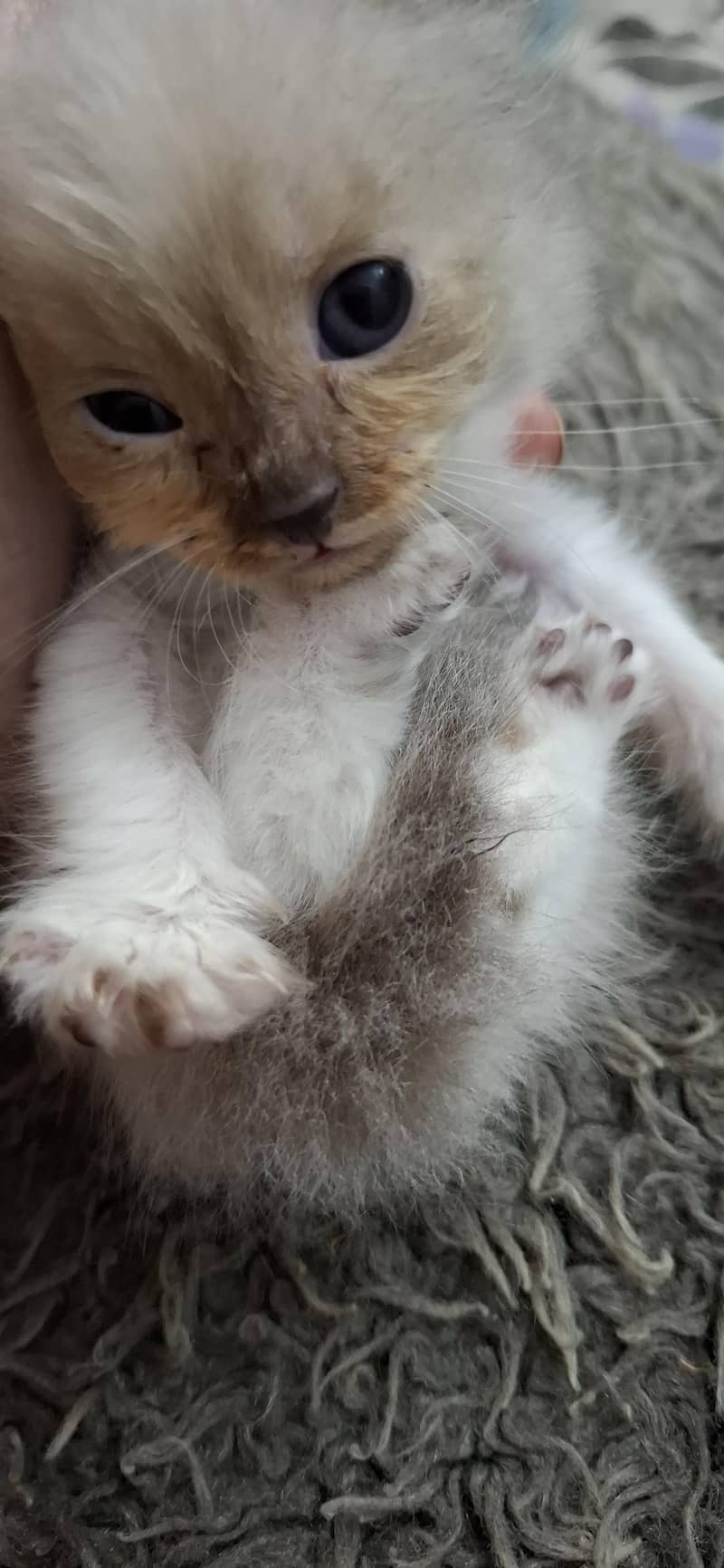 1.15 month kitten 3