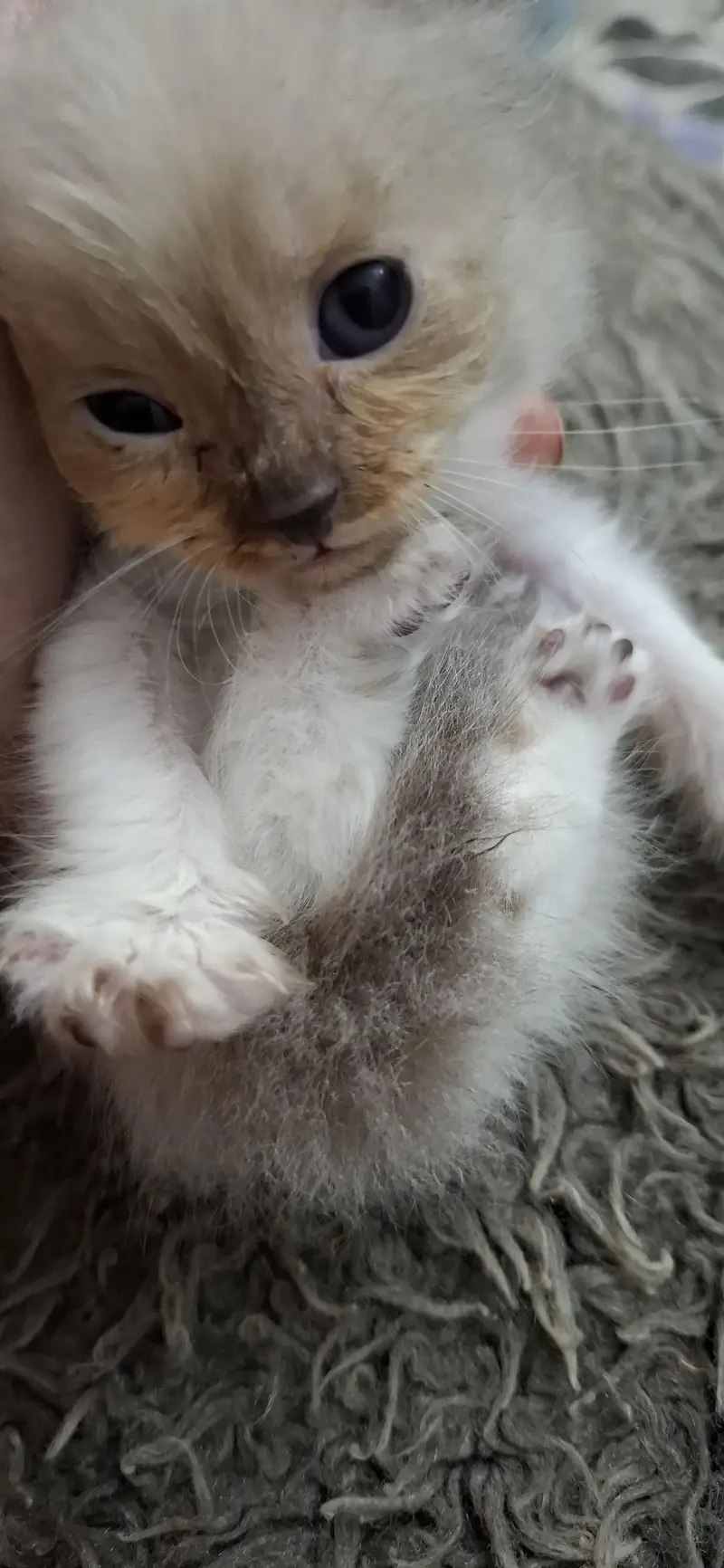 1.15 month kitten — photo 4