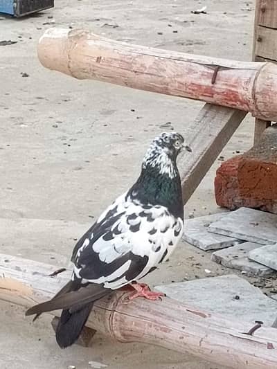 Rampuri breeder female