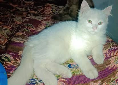 kitten for sale