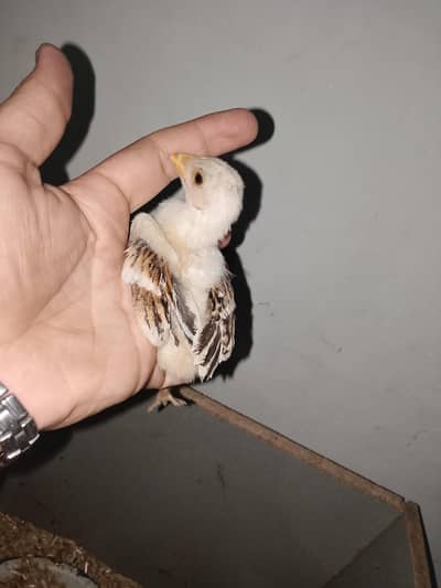 aseel chicks