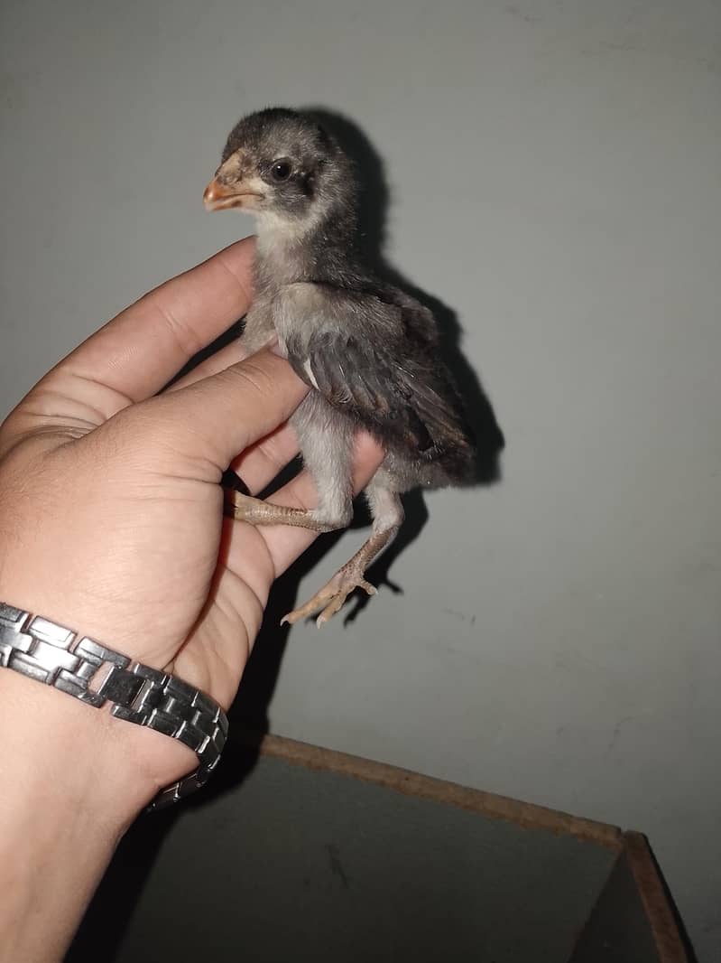 aseel chicks 2