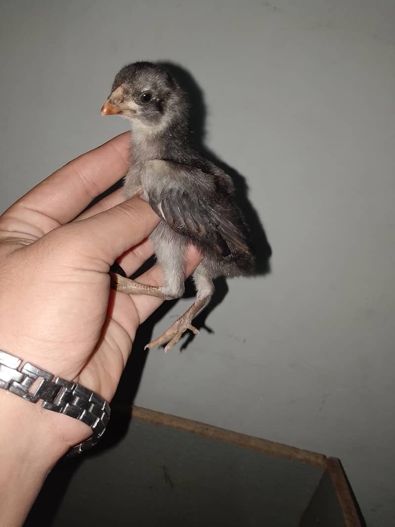 aseel chicks 3