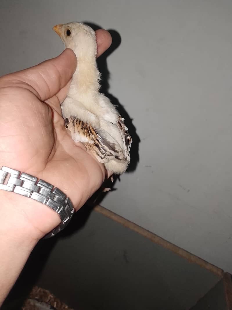 aseel chicks 4