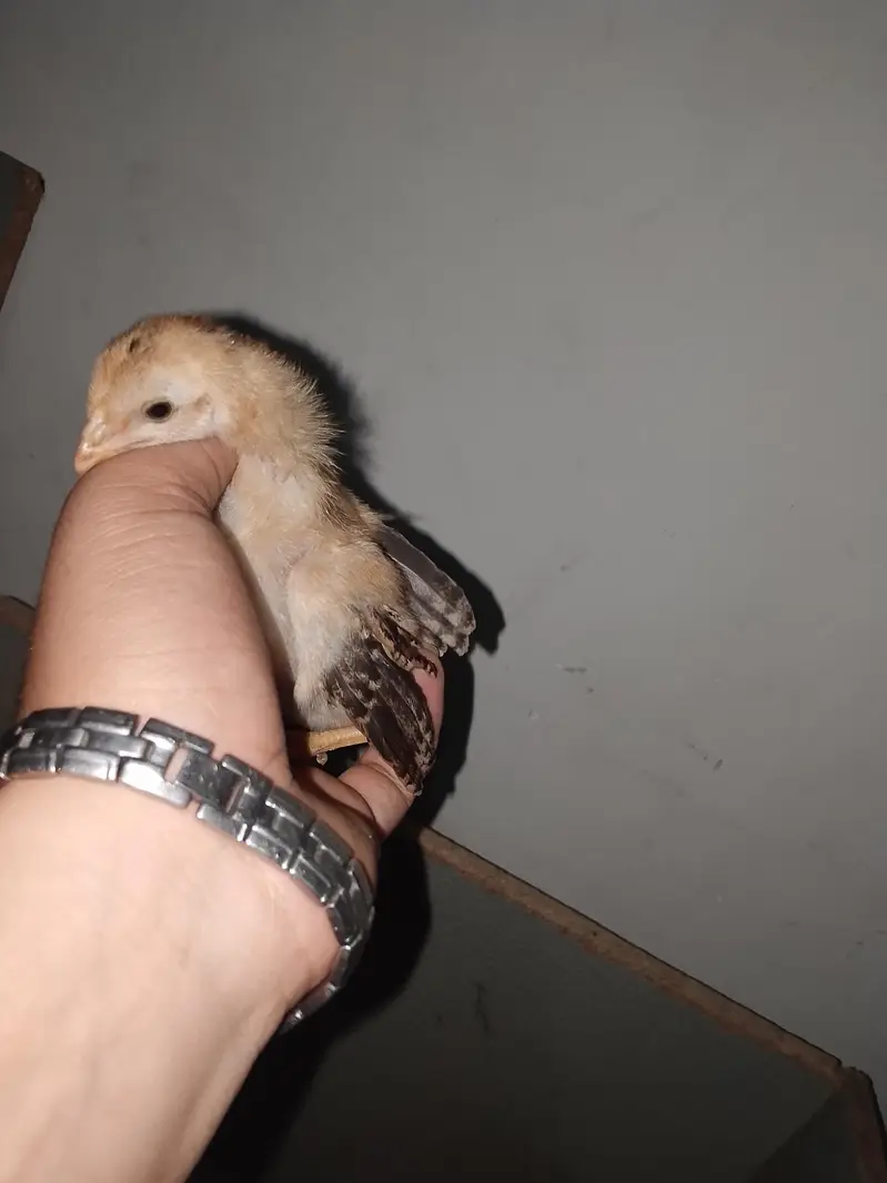 aseel chicks — photo 6