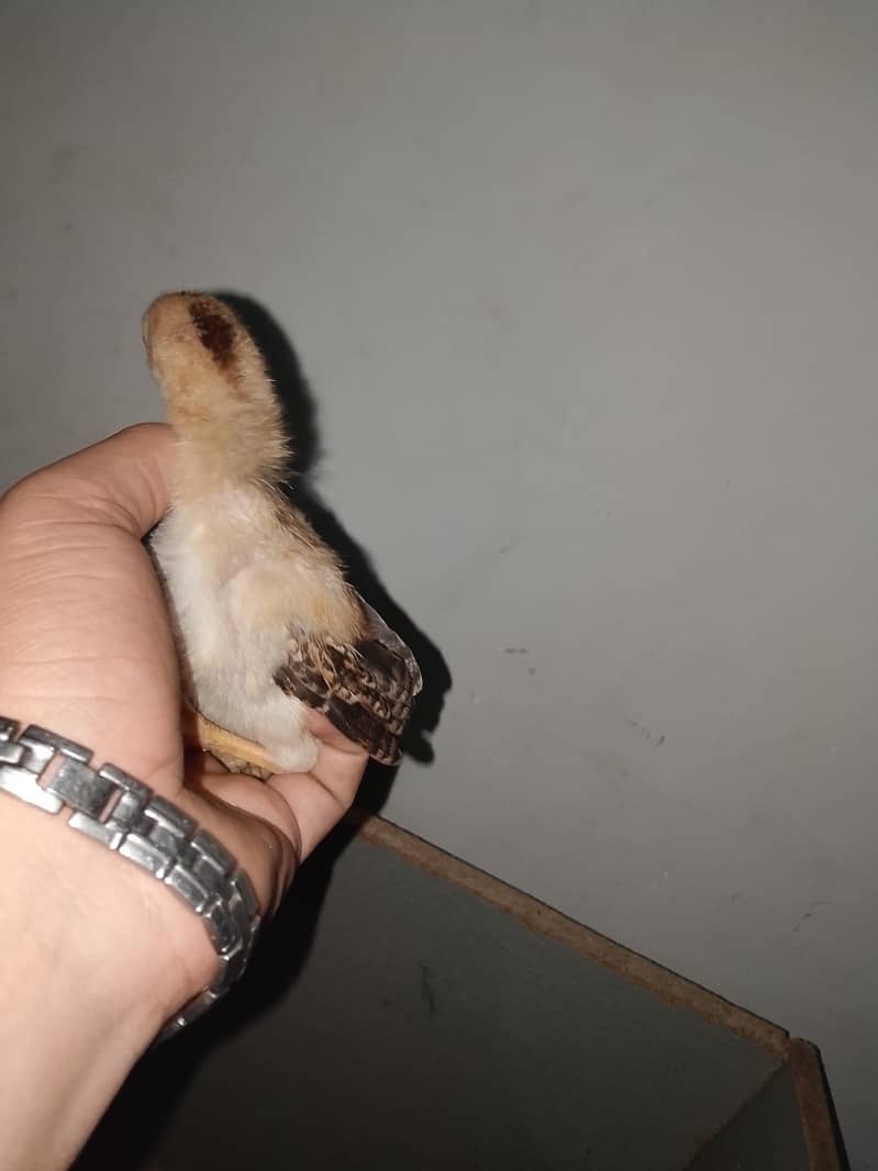 aseel chicks 6