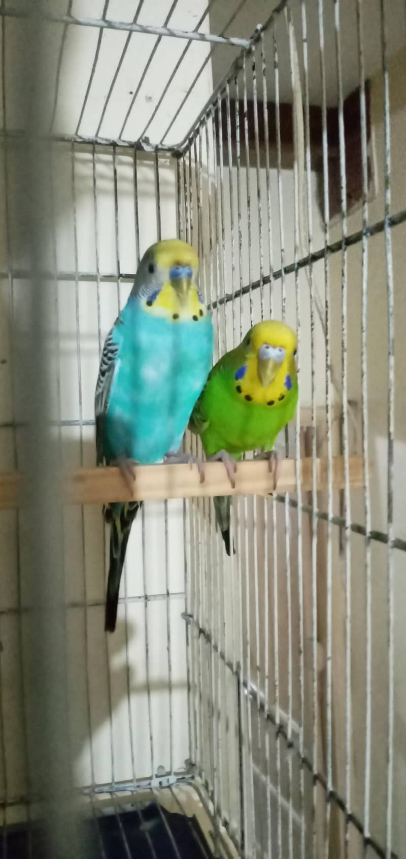king sized bugie pair 0