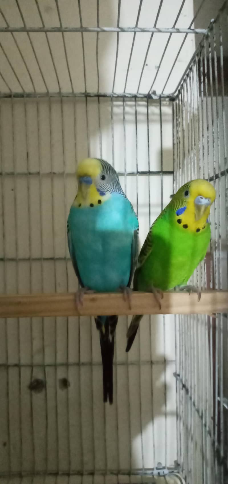 king sized bugie pair 1