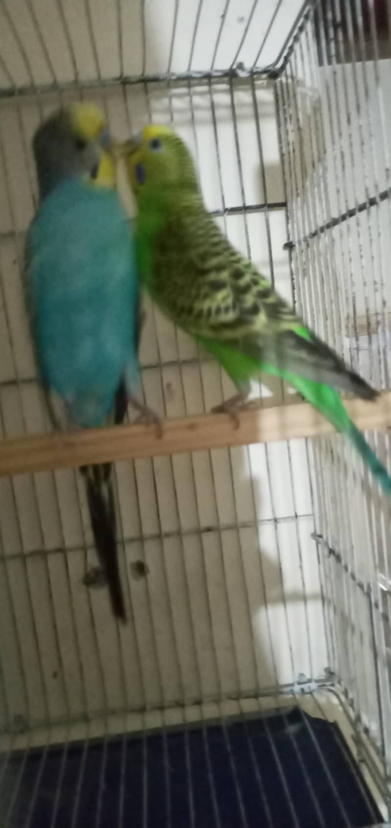 king sized bugie pair 2