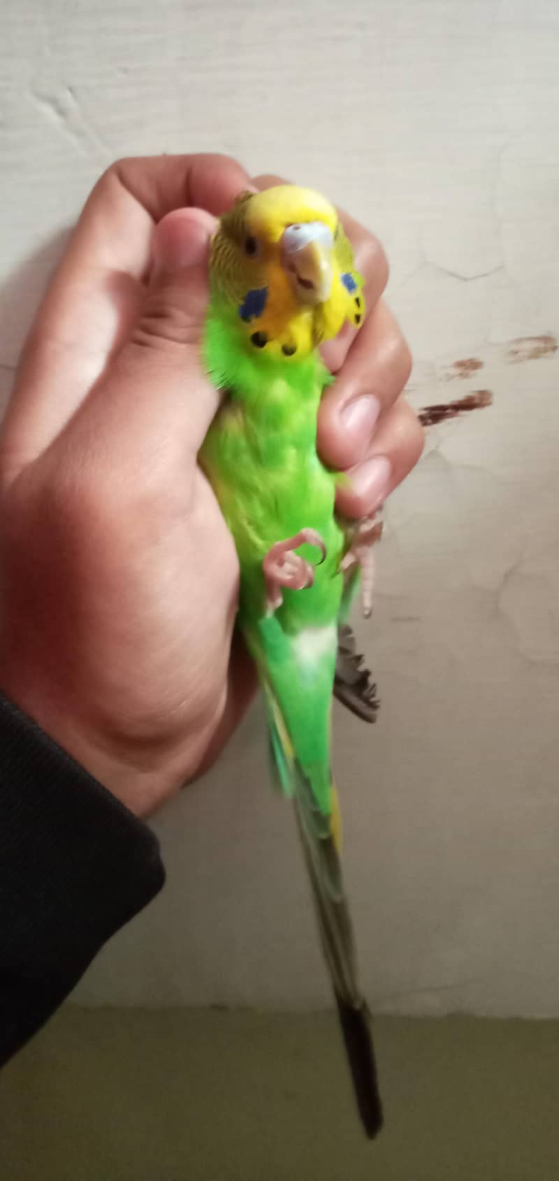 king sized bugie pair 3
